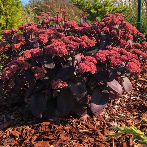 Sedum telephium 'Bon Bon' - Verev kukehari 'Bon Bon' C1/1L